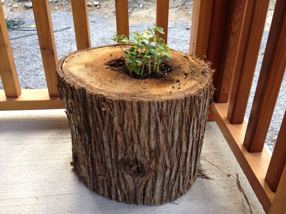 I used regular potting mix and a coffee filter to line the log.  Its hard to see, but these cuttings have lots of buds and will flower soon.