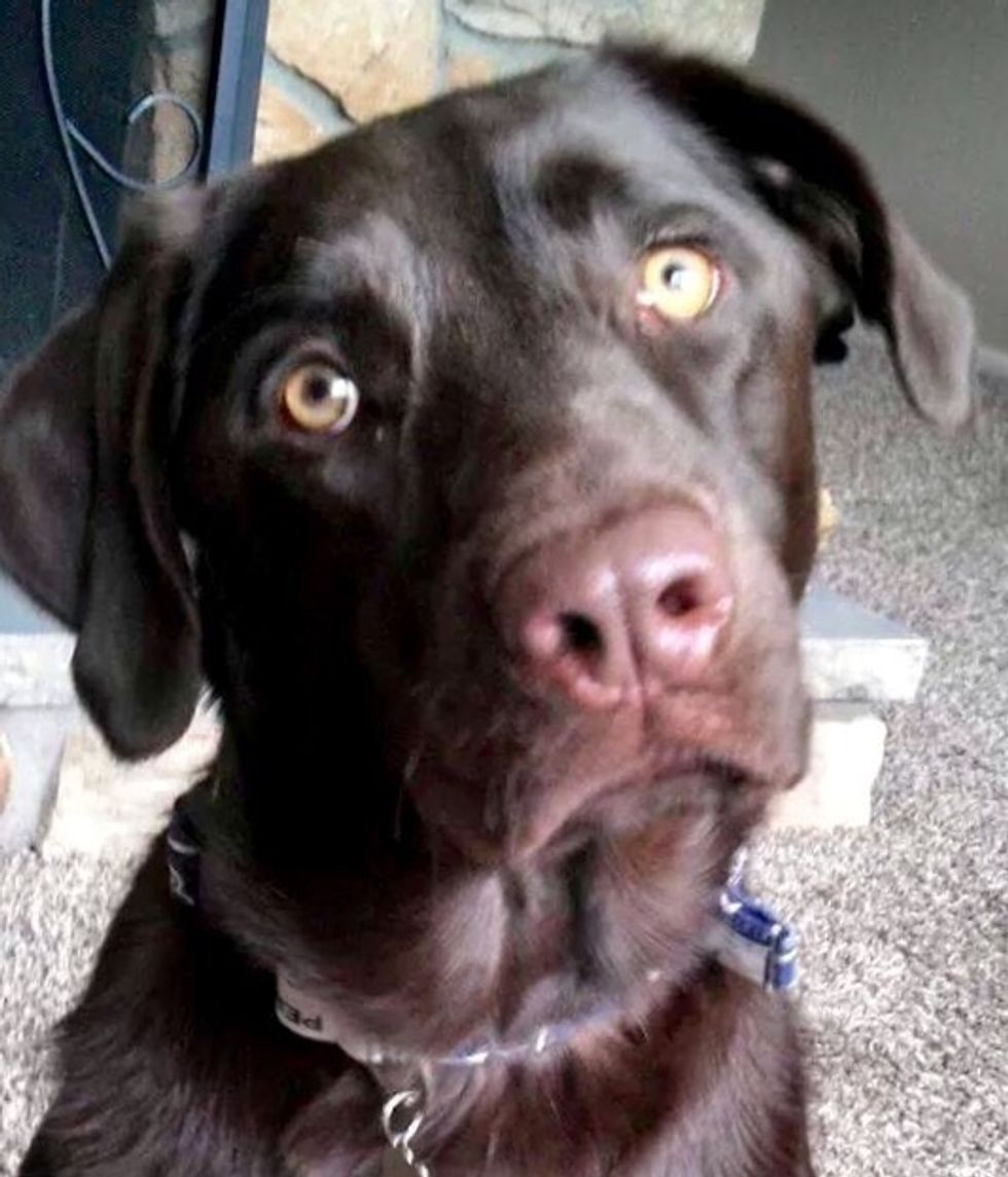 I was going to use the face of the chocolate lab in the other pic but it didn't work with what I was trying to do. I had my customer send me various pictures of their lab, and this pic worked best.