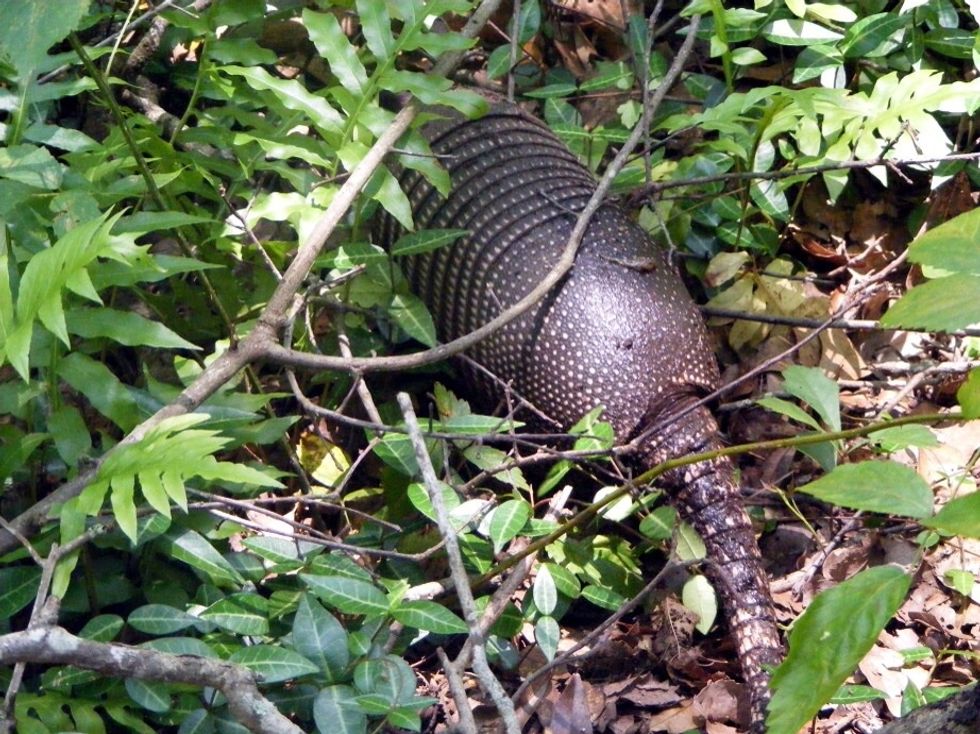 I was just walking and then we saw a armadillo digging in the trees!