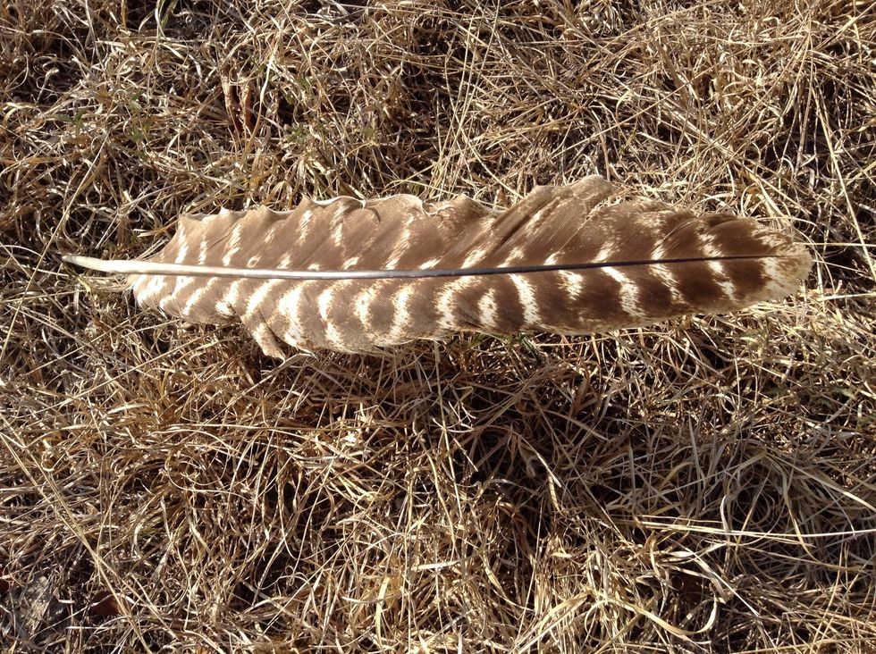 I was wrong turkey feathers are brown and WHITE not black.