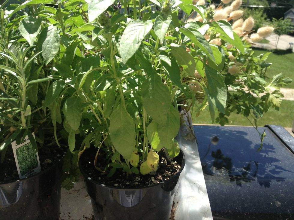 I went out to my little patio garden and grabbed some lavender, mint, and lemon basil!