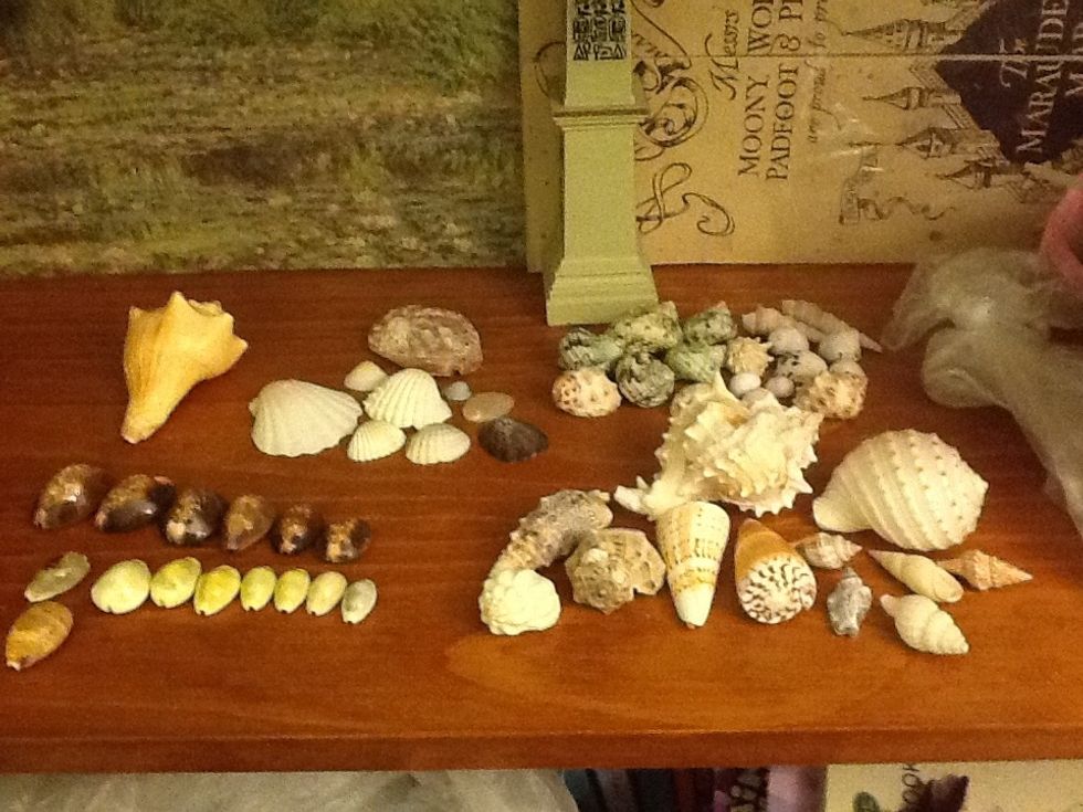 I will show you how to sort shells into four groups and how to get them.