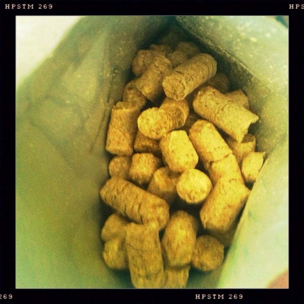 I wish you could smell these fragrant hop pellets! Florally and piney! Mmmmmmm!