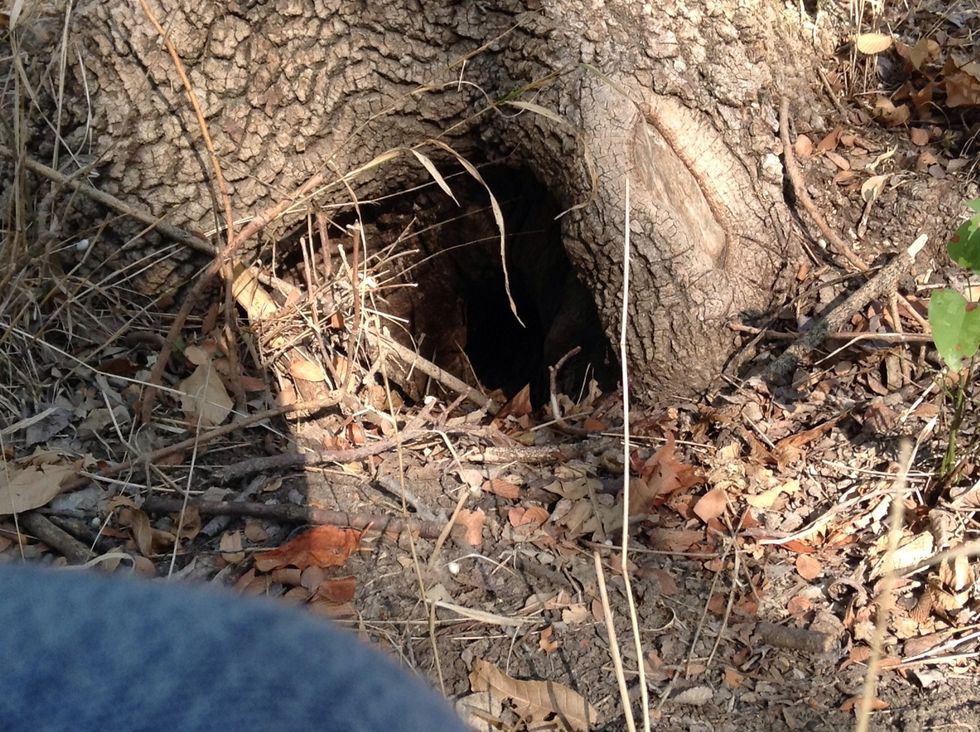 I wonder what type of anmails buildt this borrow(day1).