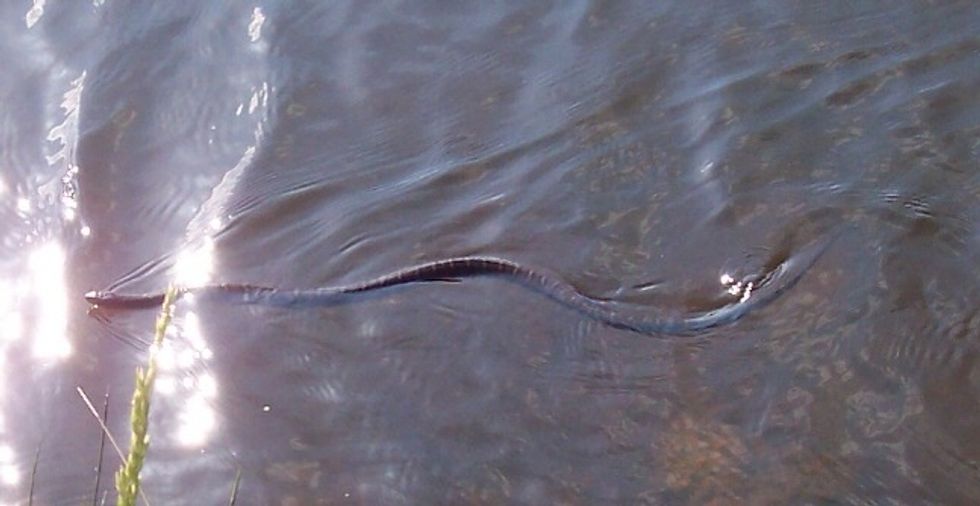 I wonder what type of snake this is?