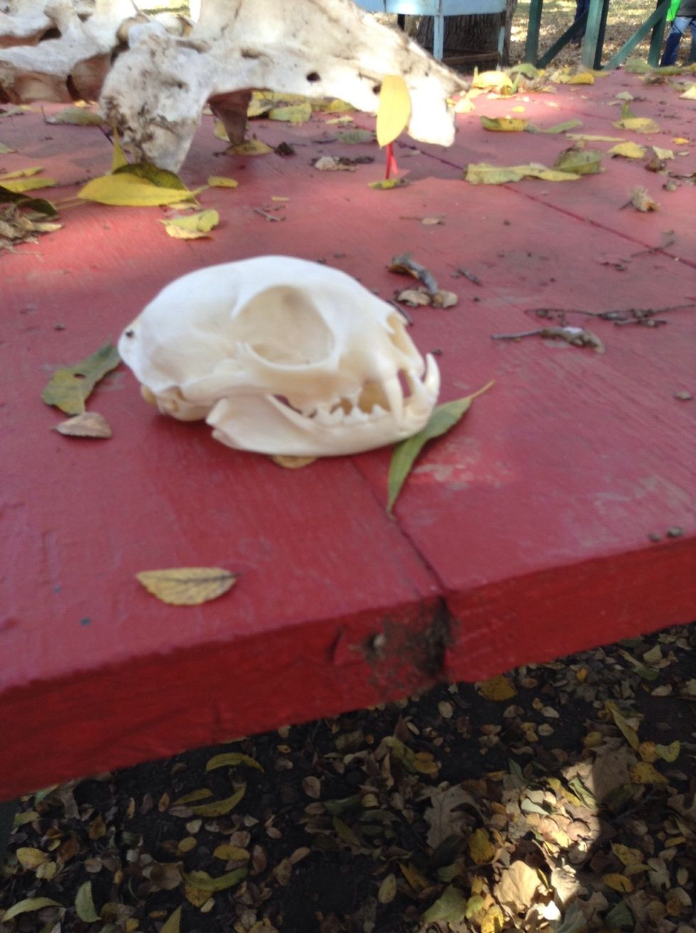 I would also recommend knowing how to identify bones