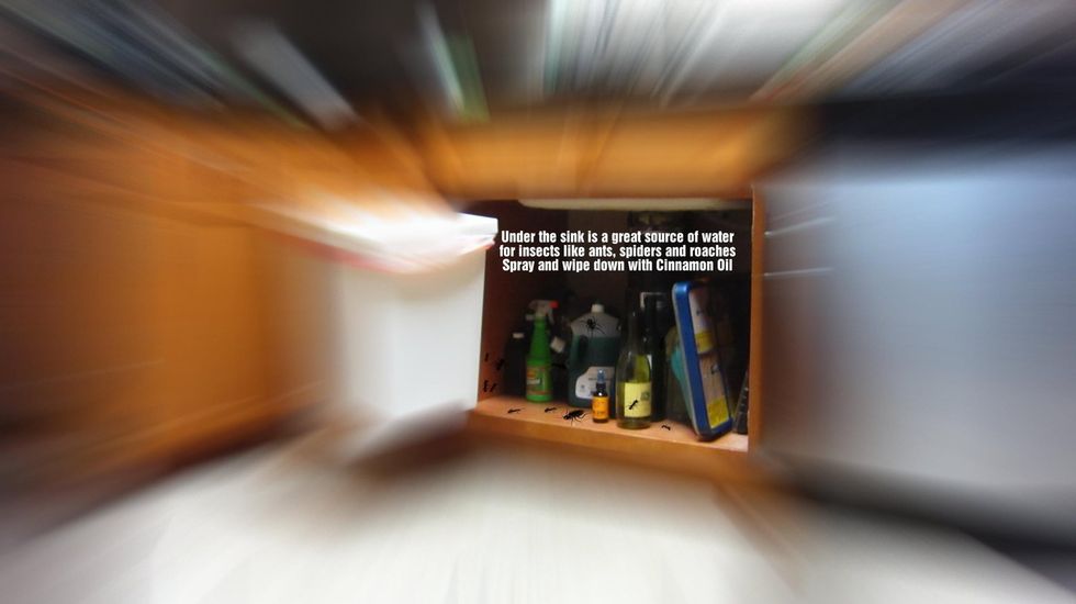 Ideally you want a clutter free space under your sinks so insects don't get comfortable.