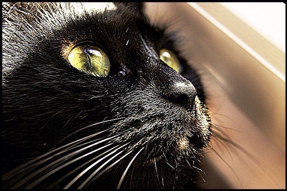 If all went well your image should be much more vivid an stunning. This technique works amazingly well on portraits of people. If you want to see more examples just type Dragan Effect into google