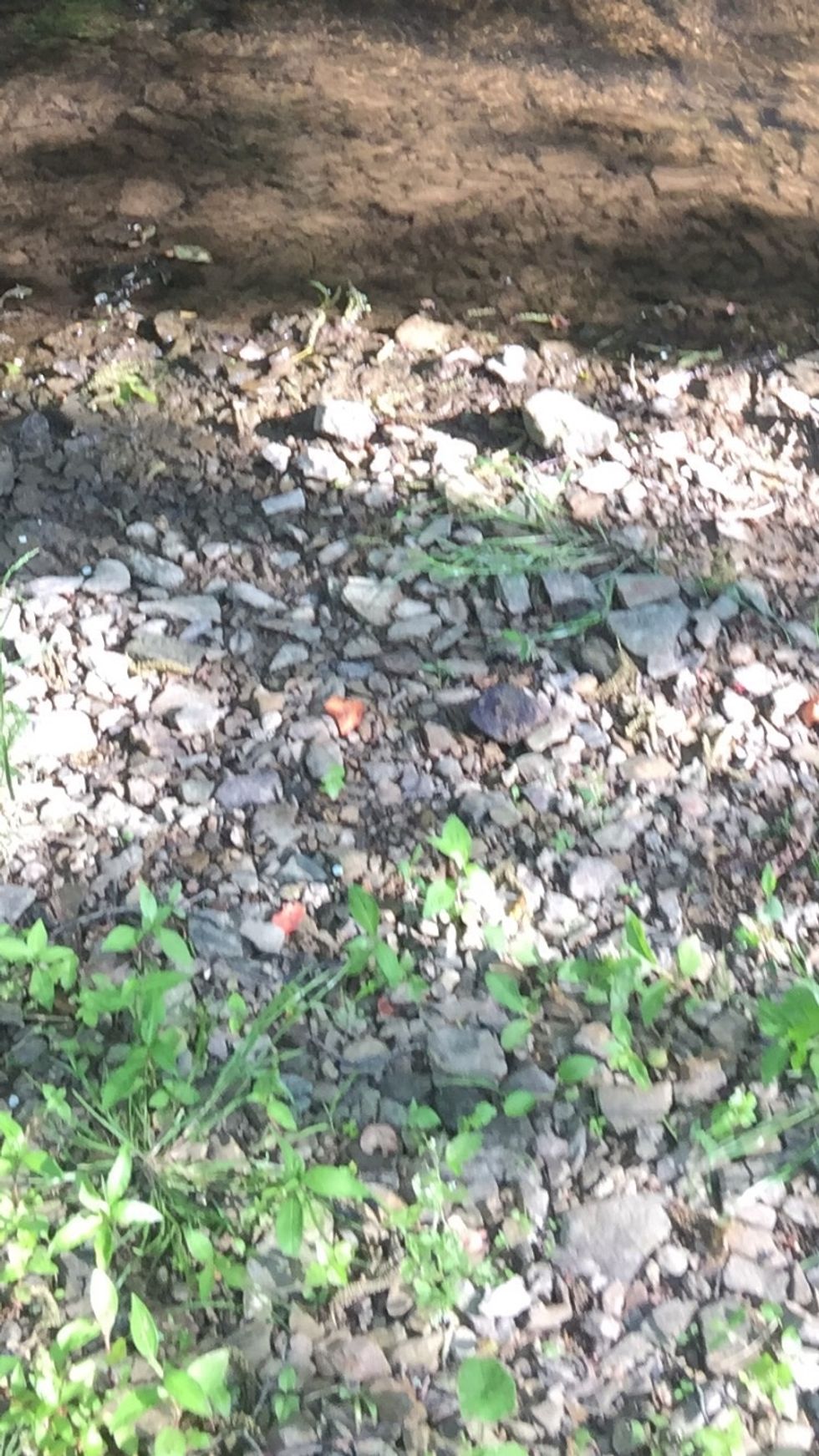 If rock build up keeps happening like this example we found near a creek the deposition won't be able to carry it to new places