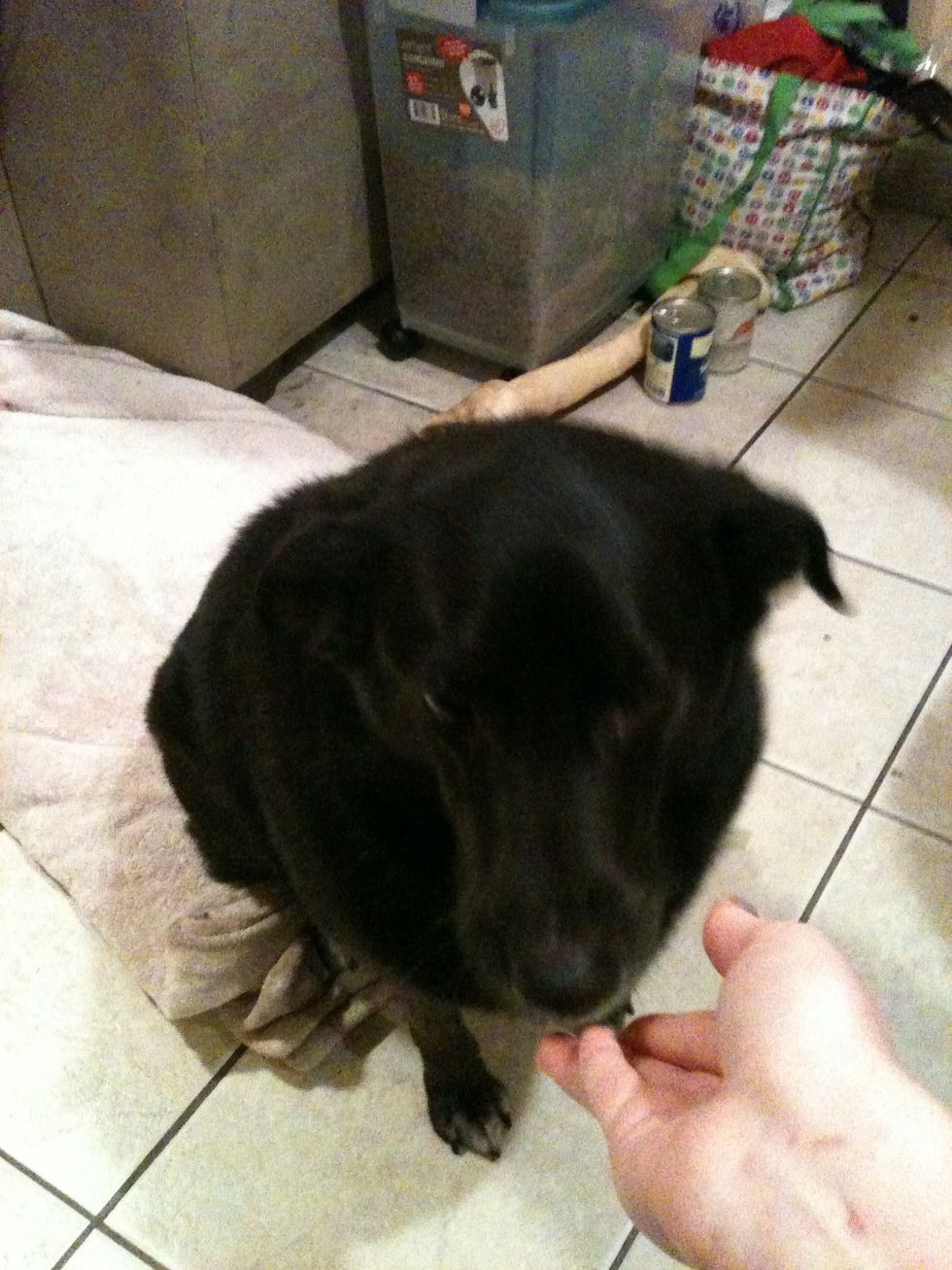 If the dog is staying, give a treat! If the dog is still staying, give the 2nd treat! If the dog is STILL staying, give your last treat!