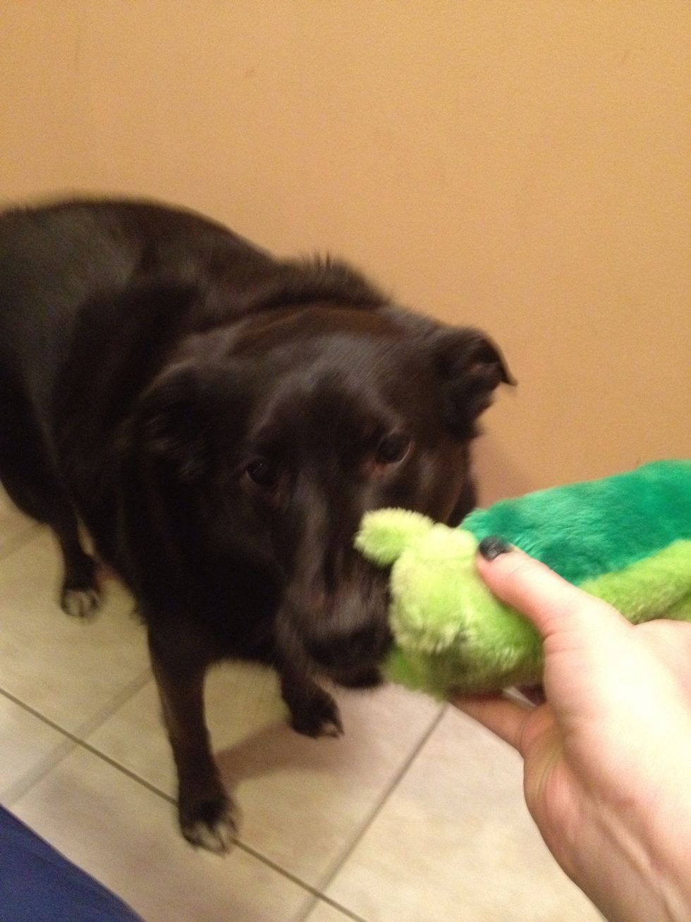 If they full on grab it, give a treat. The idea is to gradually increase the requirement to get the treat. When they grab fully, I give a jackpot, or a small hand full of treats.