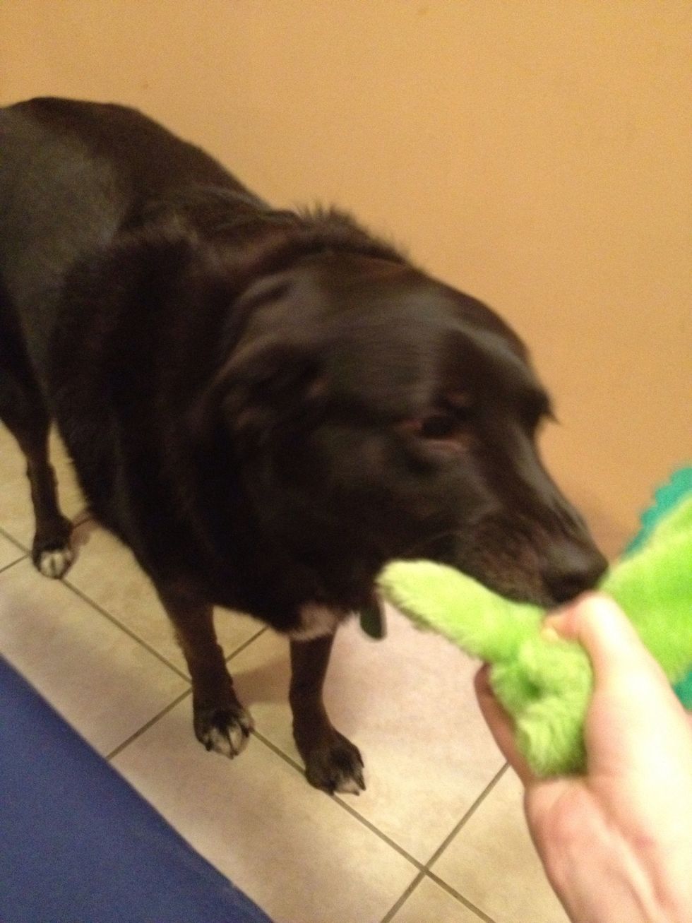 If they lick it, give a treat.