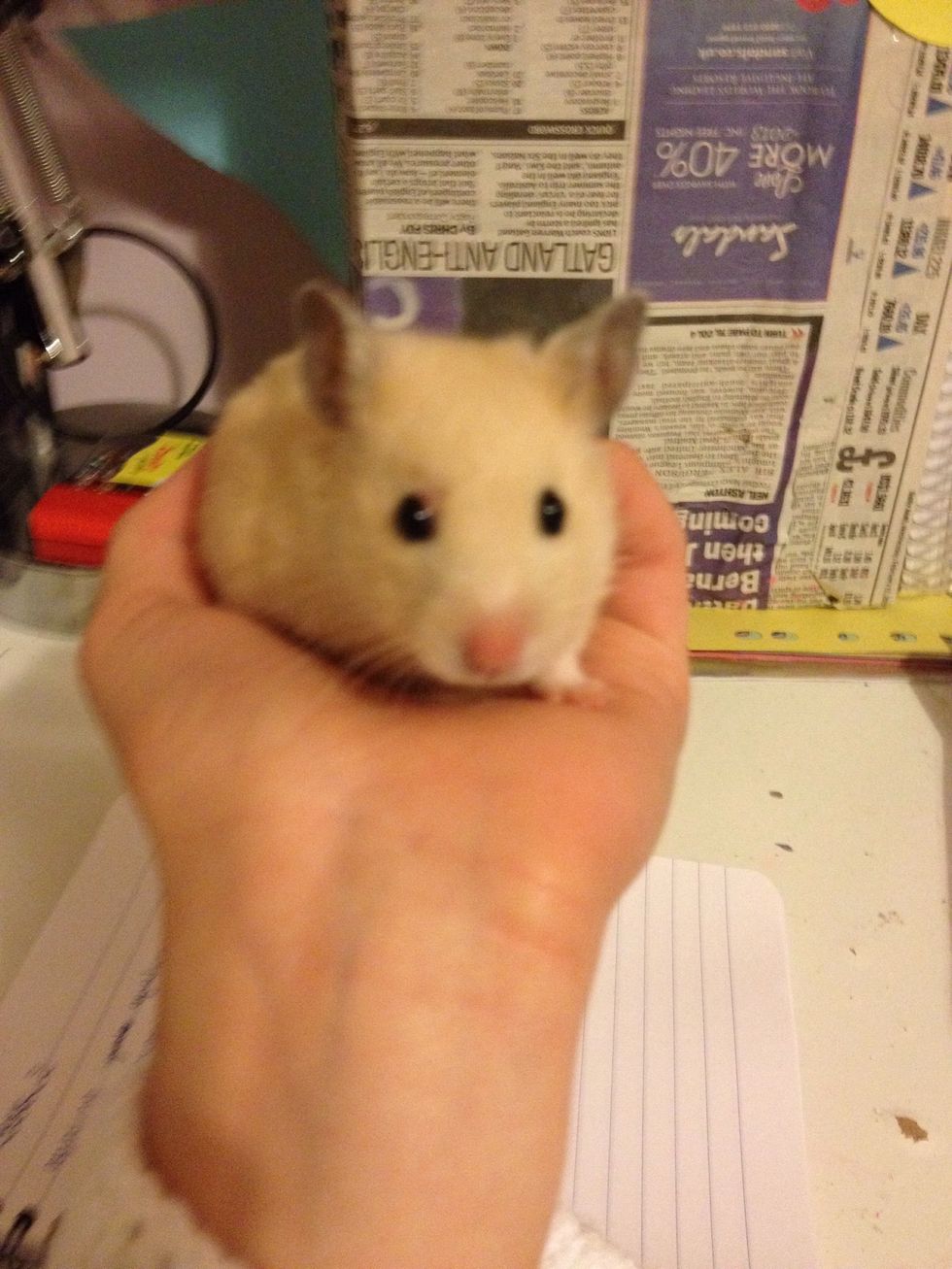 If u are scared tho handle a hamster this will make ur life easier i will show u 2 methods