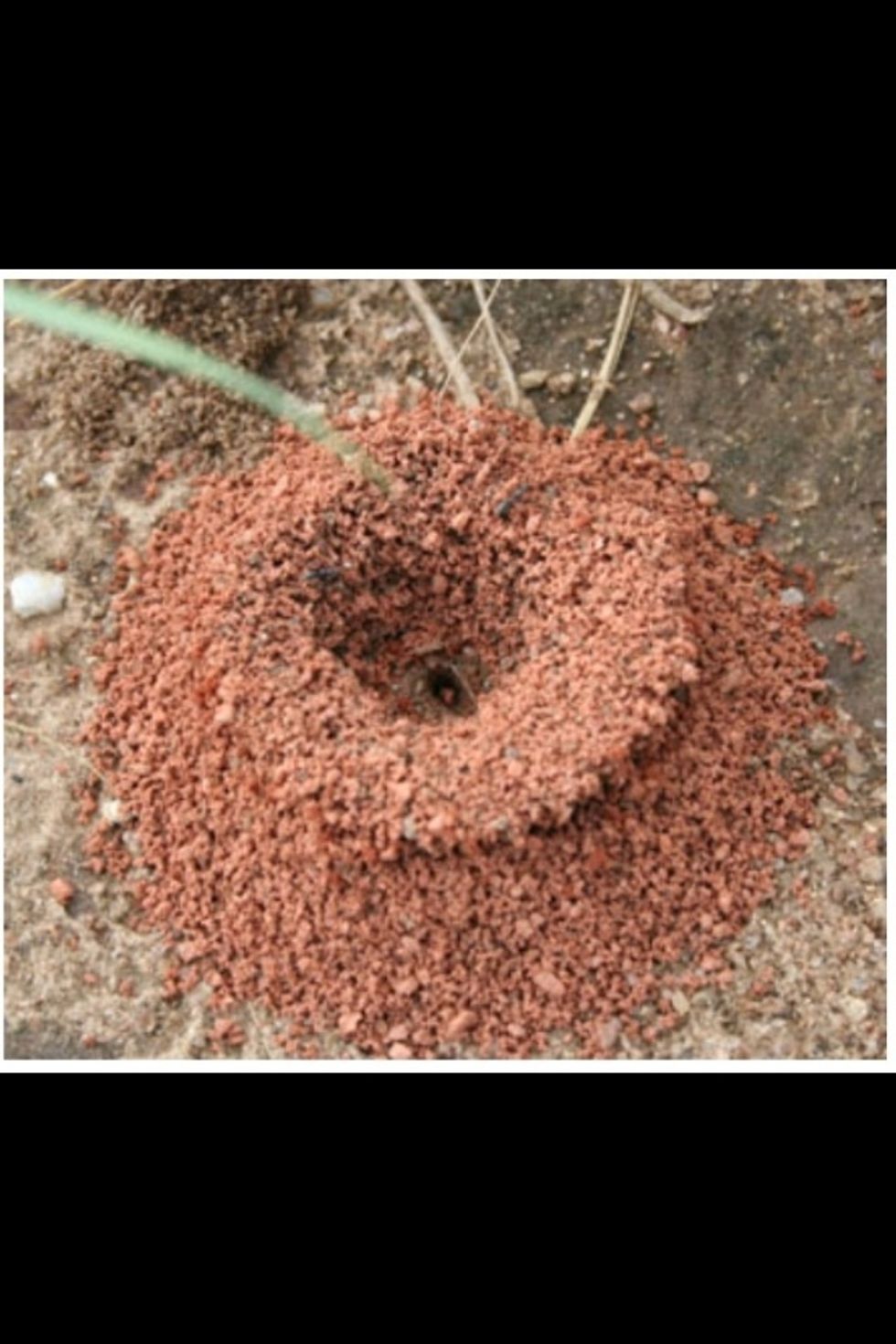 If you are like us, we have problems with ants until it turns cold again. Go outside and find the ant hills.