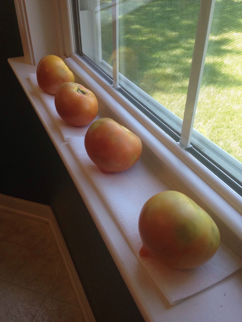 If you buy your tomatoes a little green, you can ripen them yourself in a windowsill with sunlight.
