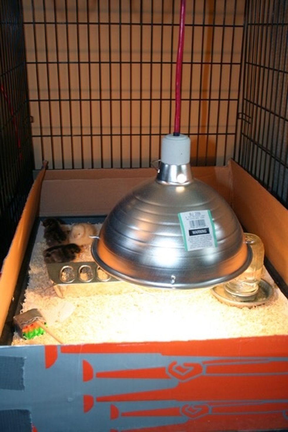 If you decide to buy chicks you will need to buy a heat lamp Start at 95 degrees and every week lower the heat by 5 degrees until it is 70 then 2 weeks after that the chicks can be put in the big coop