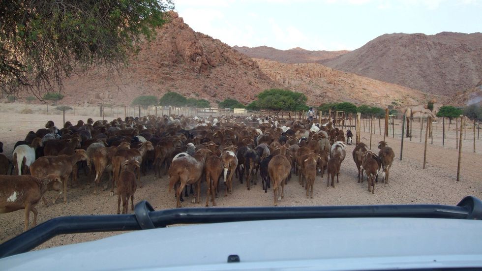 If you don't count in goats...