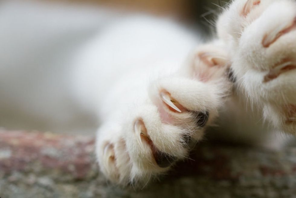 If you don't what your cats clawing up your couch or chair you might want to consider getting them declawed. I am strongly against it though. Just imaging if someone ripped your finger nails out.