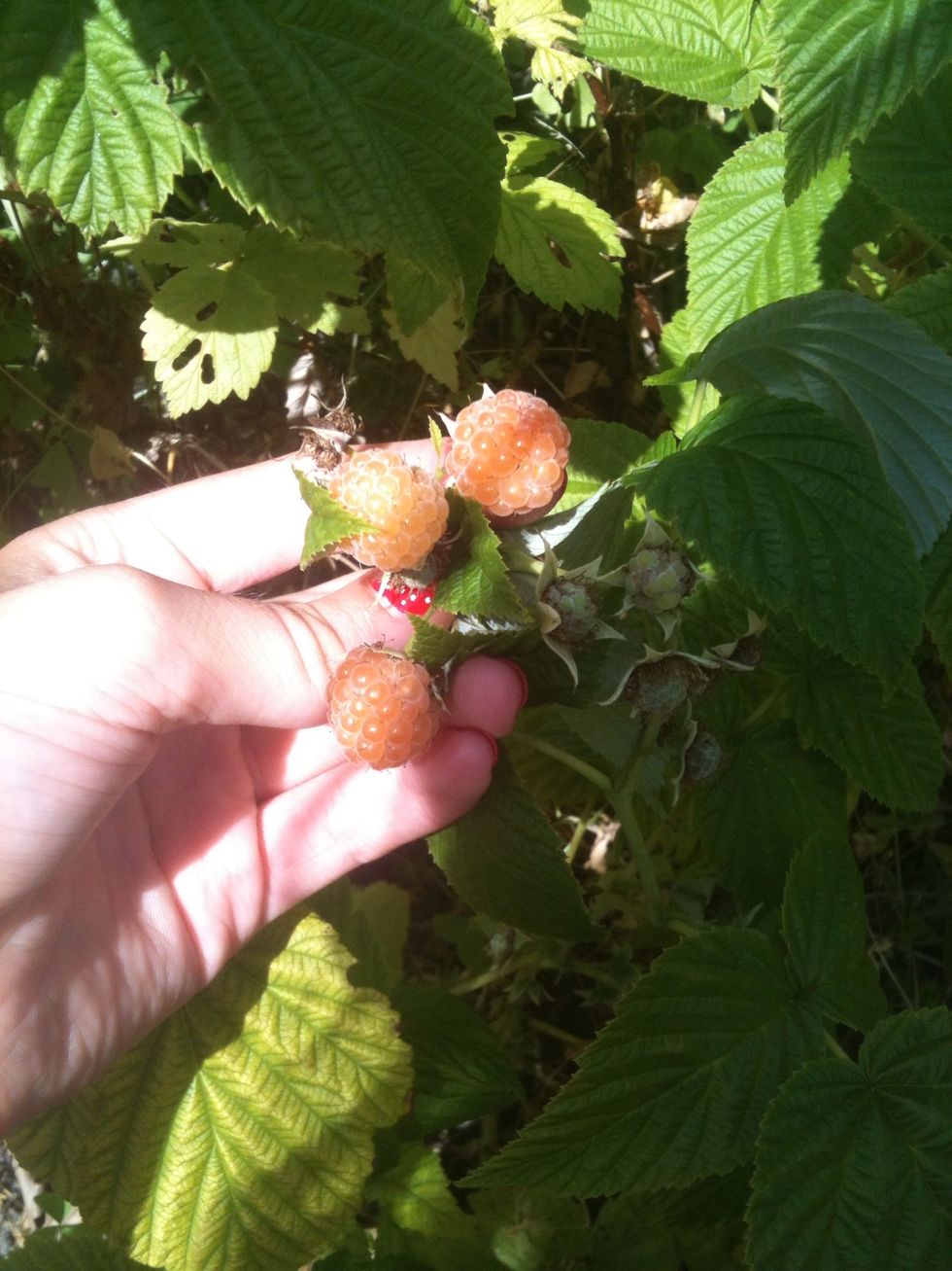 If you got a garden with berries it perfect. If you have not then you can buy something down in the nearest grocery store