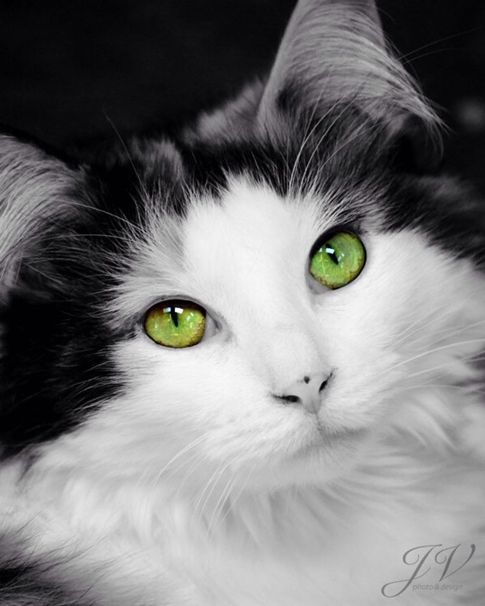 If you happen to be in possession of a very large amount of cats , then tape them together to form a cow