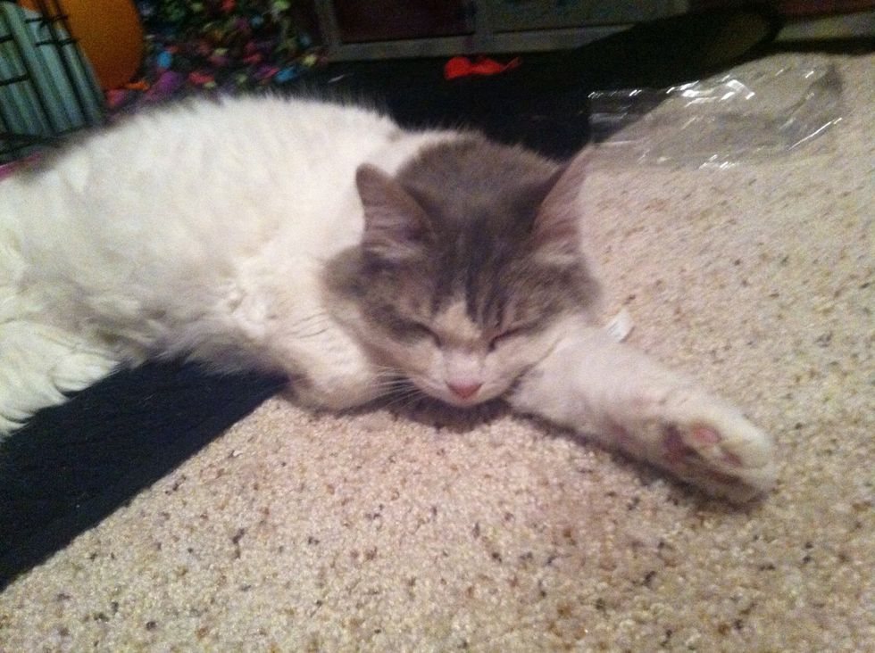 If you have a cat , then play with it