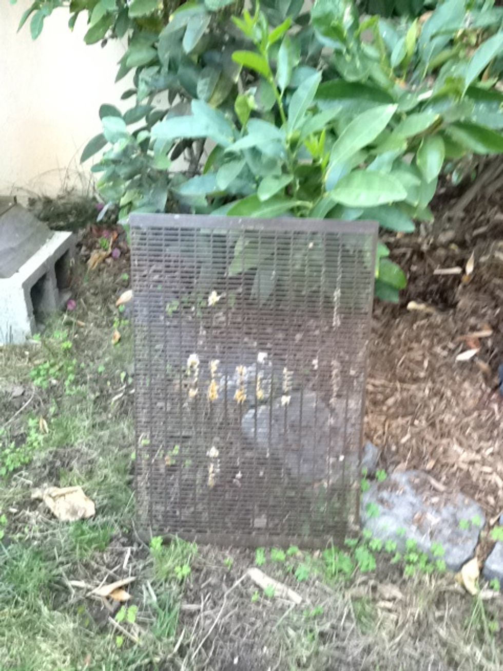 If you have a queen excluder above the brood boxes, remove it now.