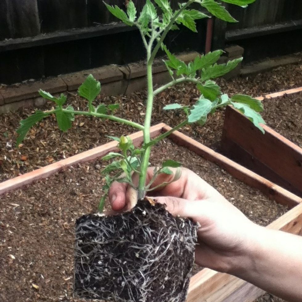 If you recently bought the plant take it out of its container.