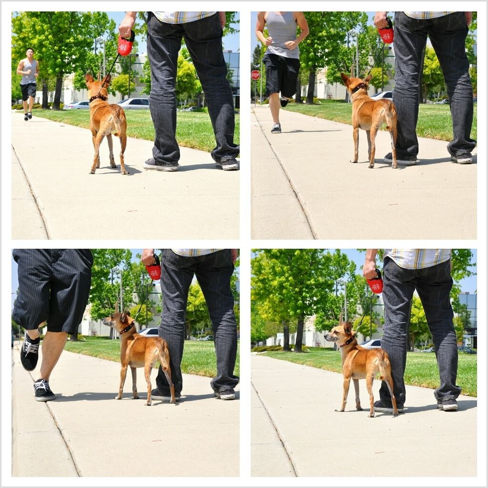 How to properly use a retractable dog leash B+C Guides