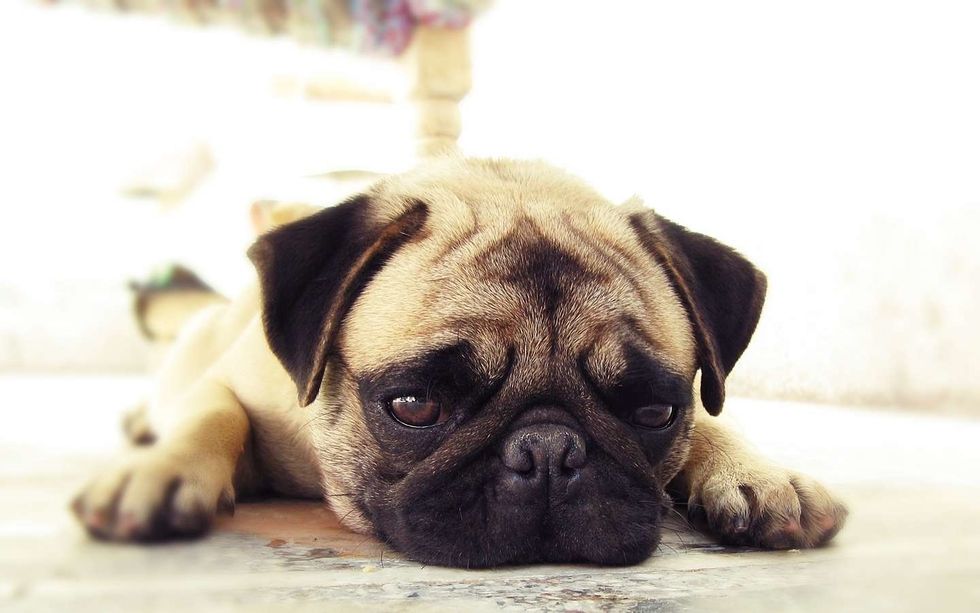 If your Dog has Mange, you should keep it away from other pets to avoid infections. Your dog's treatment for Mange would depend on type of Mange it has.