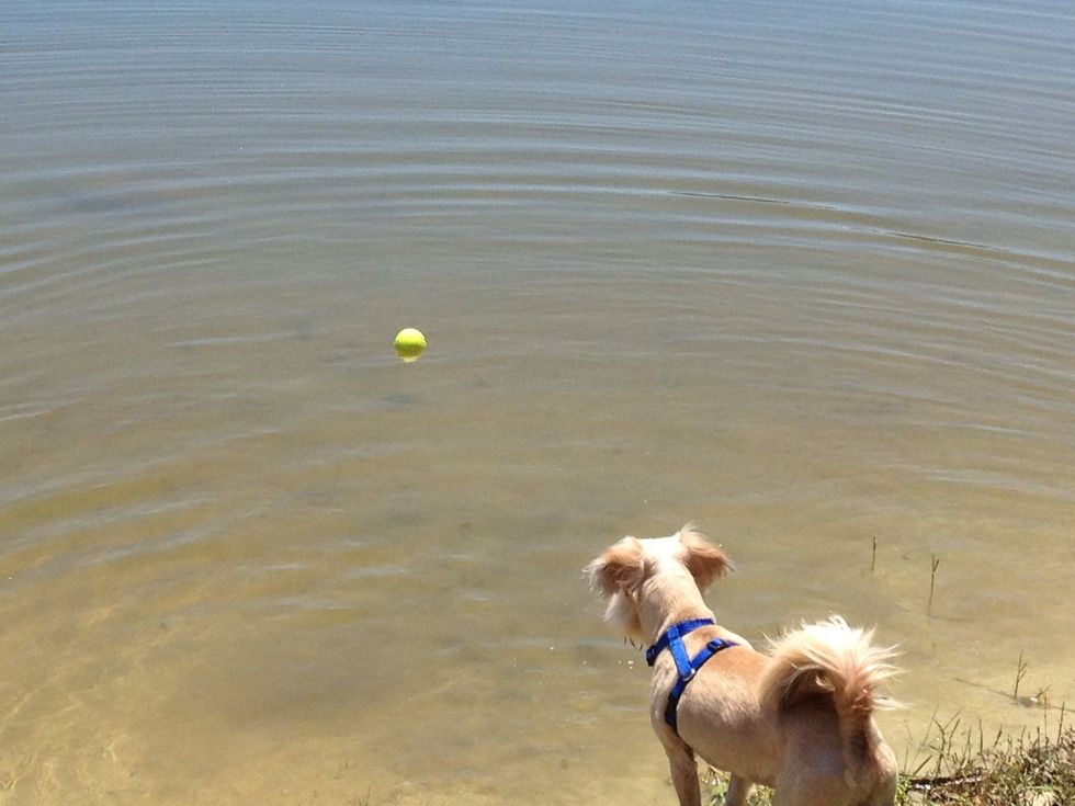 If your dog has not been around water it will likely need some encouragement just to get into the water. Throw the ball into shallow water in the beginning in order to build confidence.