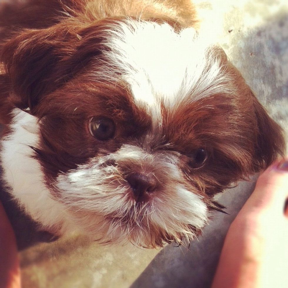 If your puppy is slow to progress I suggest placing the pee stained area of the pad close to the puppy's nose to sniff to help recognize and associate the area with their scent. DO NOT RUB IN FACE!