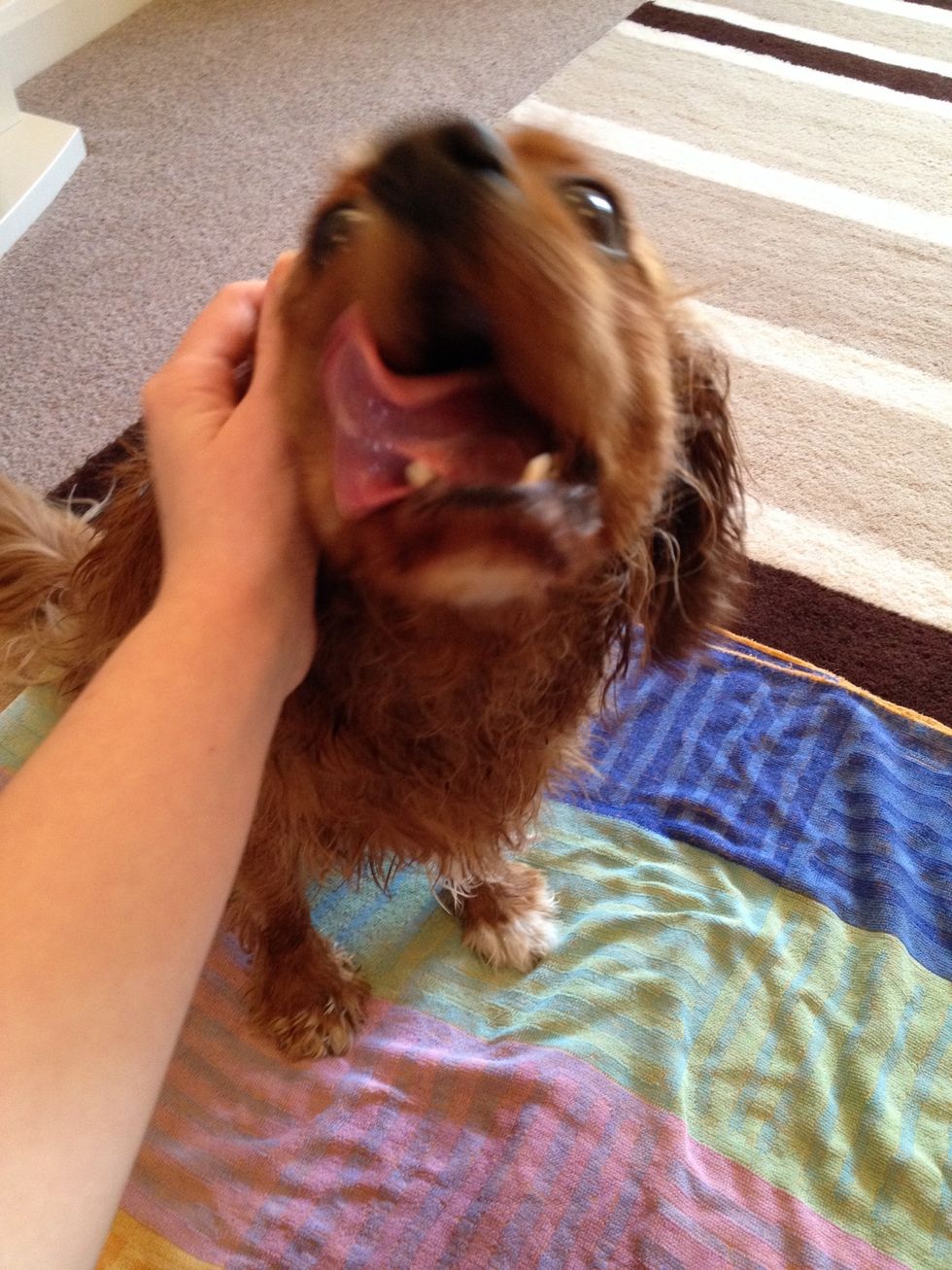 If your puppy takes no notice of the mat, convince him or her with treats near it. If they decide to wee far away from the mat, a short and sharp "ah-ah!" Noise usually gives them the idea of wrong.