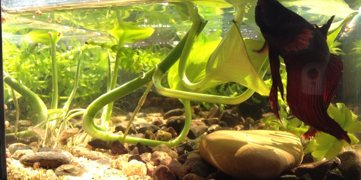 How to train siamese fighting fish - B+C Guides