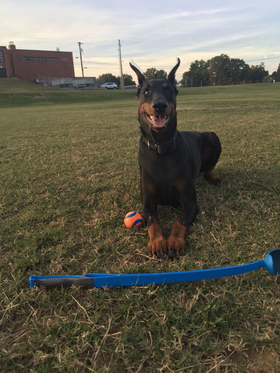 How to play fetch using a chuckit!® B+C Guides
