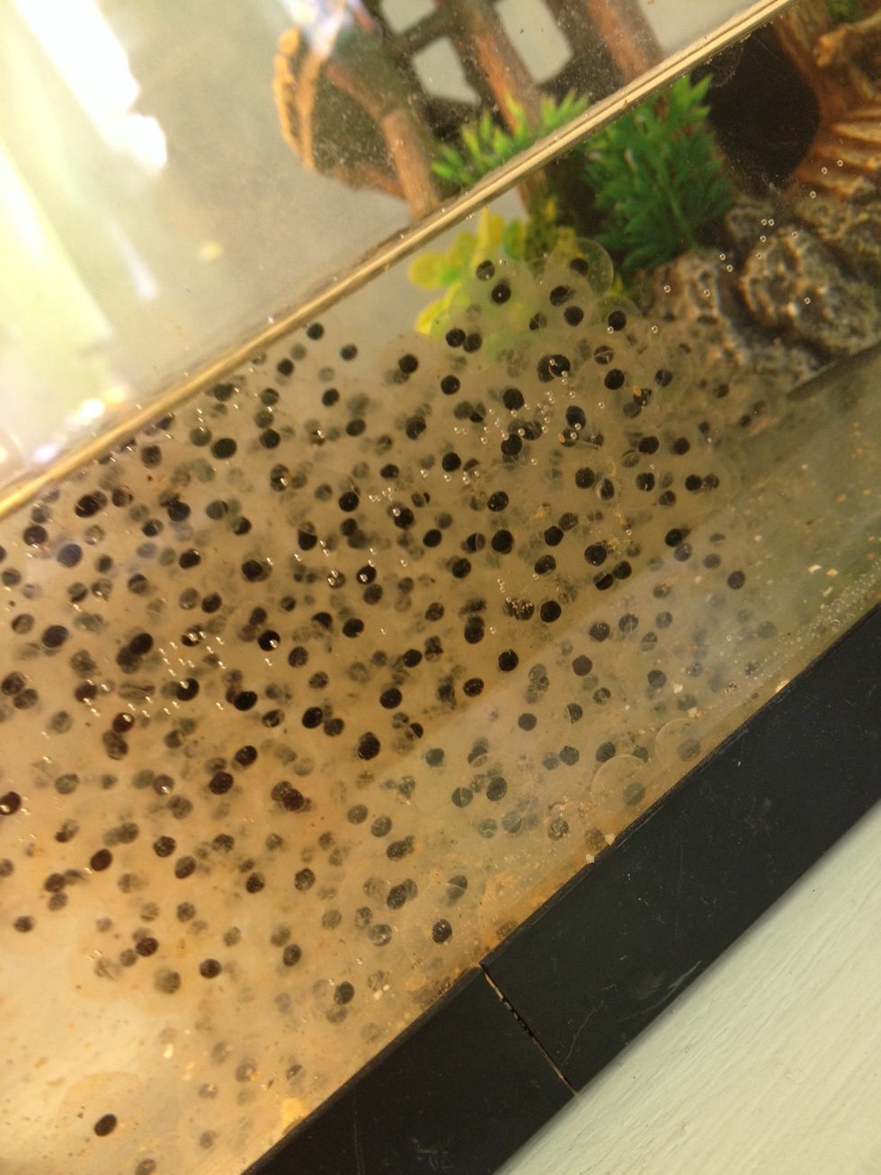 How to raise tadpoles B+C Guides