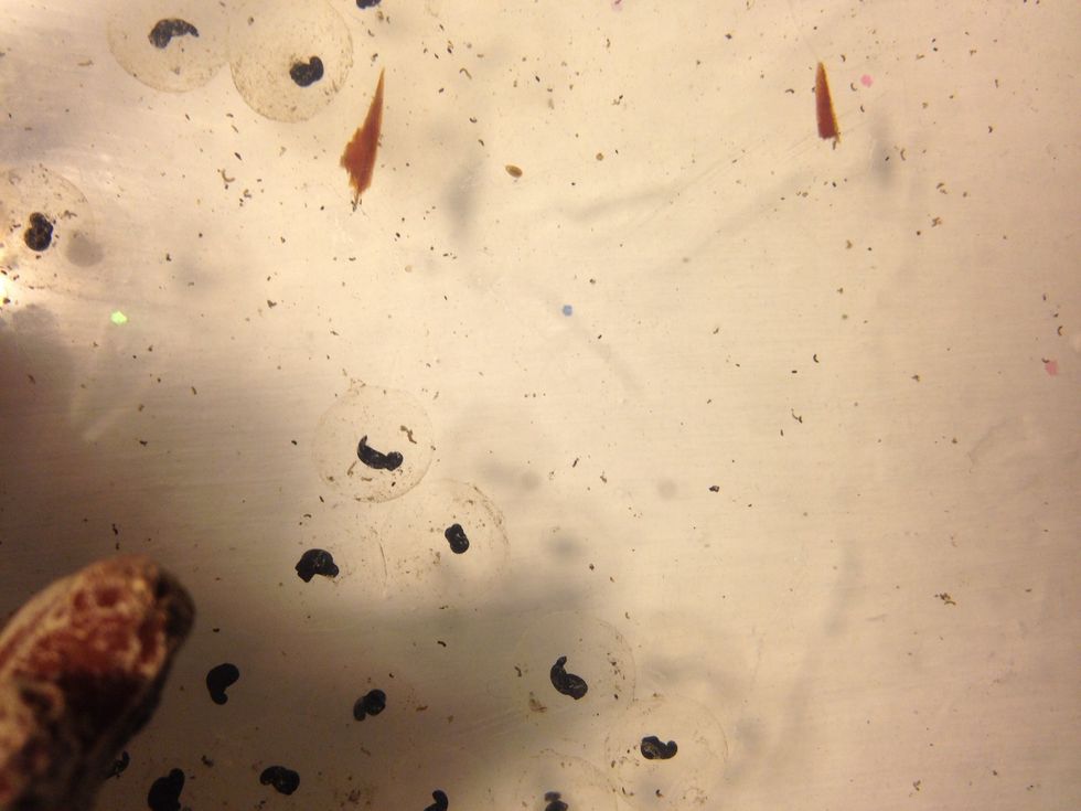 How to raise tadpoles B+C Guides