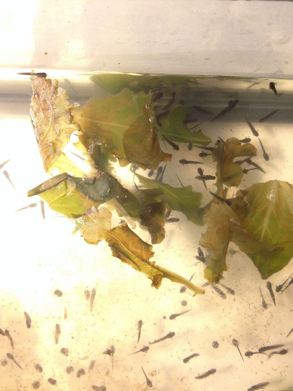 How to raise tadpoles B+C Guides