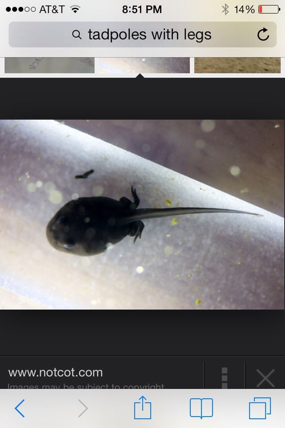 How to raise tadpoles B+C Guides