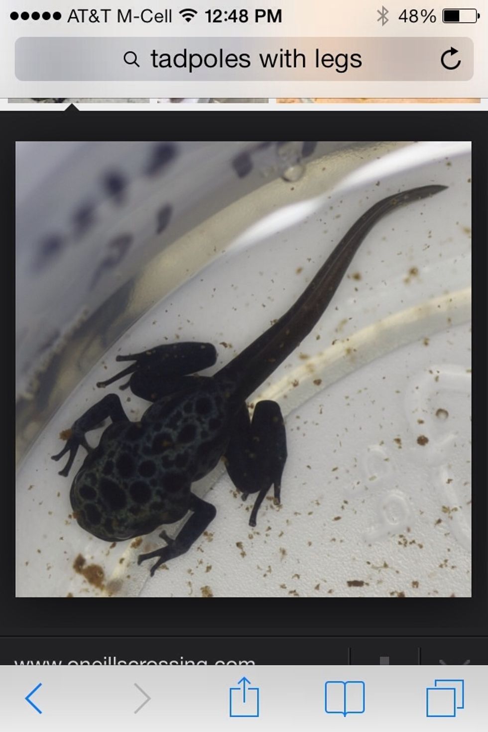 How to raise tadpoles B+C Guides