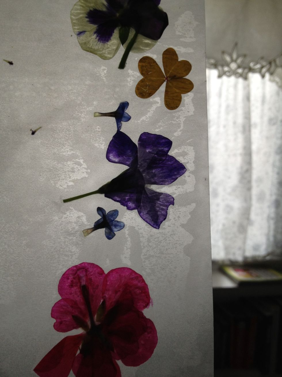 How to make a bookmark pressing flowers with an iron B+C Guides