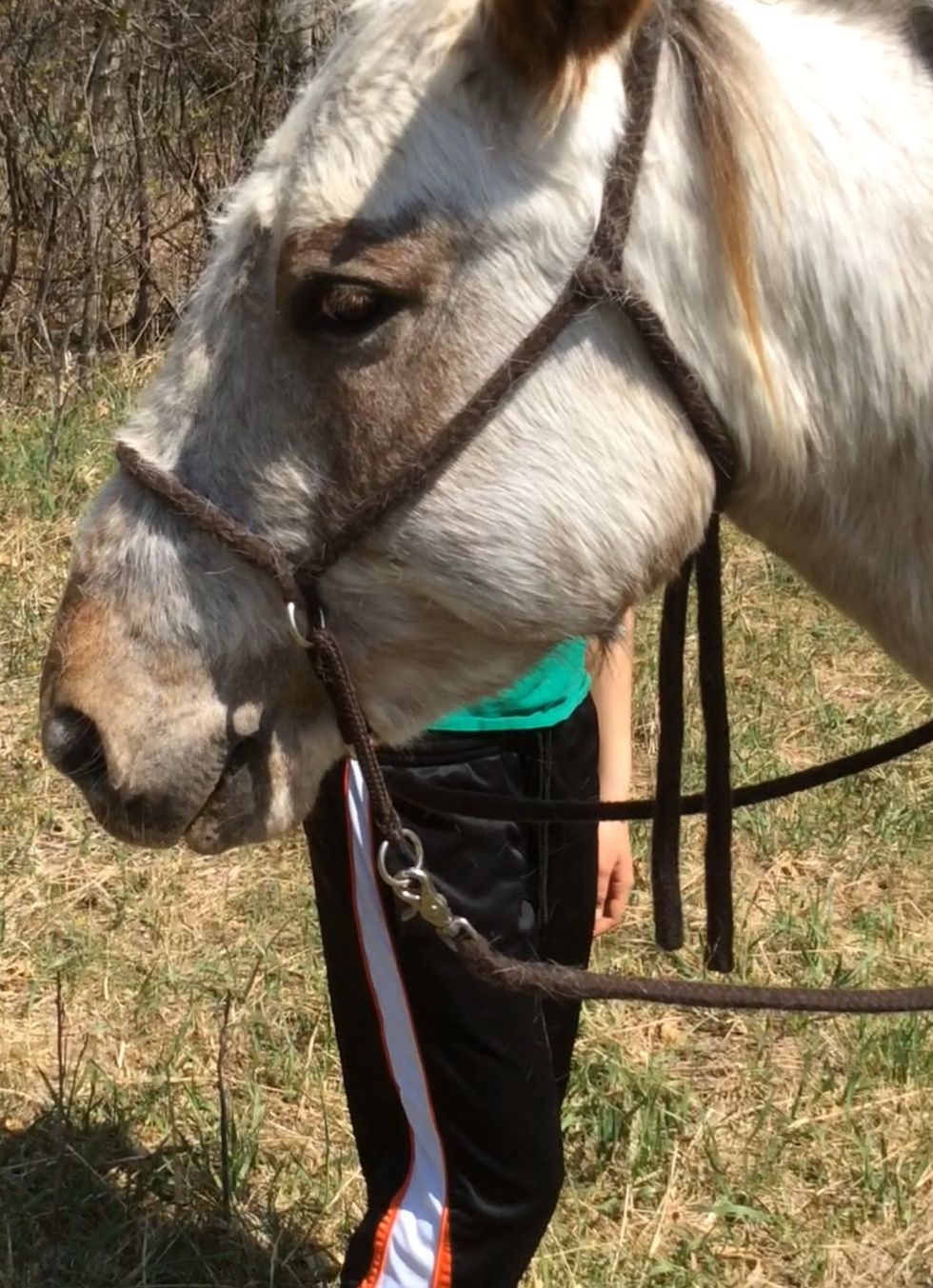 Guide Tack How to tack a horse - B+C Guides