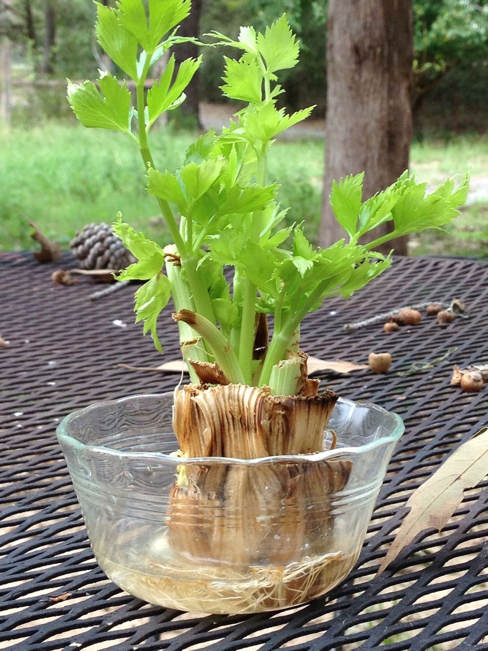 How To Regrow Celery From The Grocery Store Bc Guides