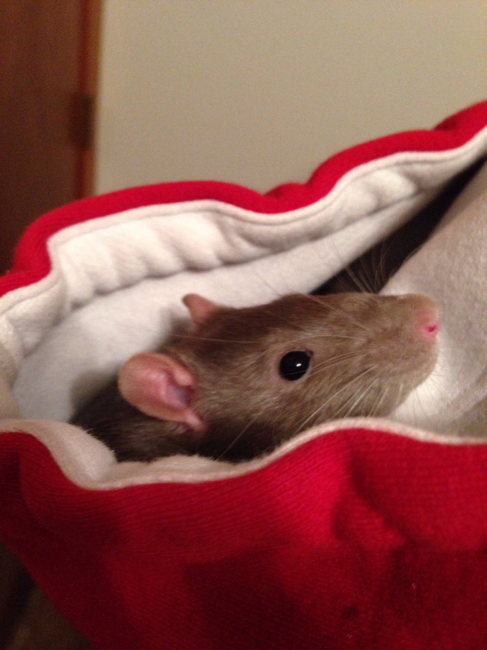 How to raise a pet rat and gain their trust B+C Guides