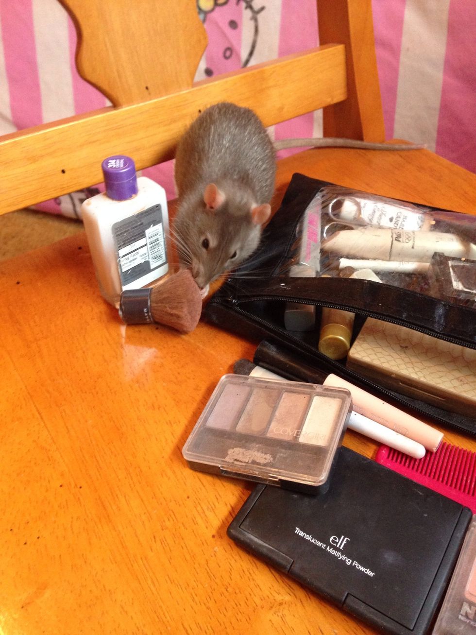 How to raise a pet rat and gain their trust B+C Guides