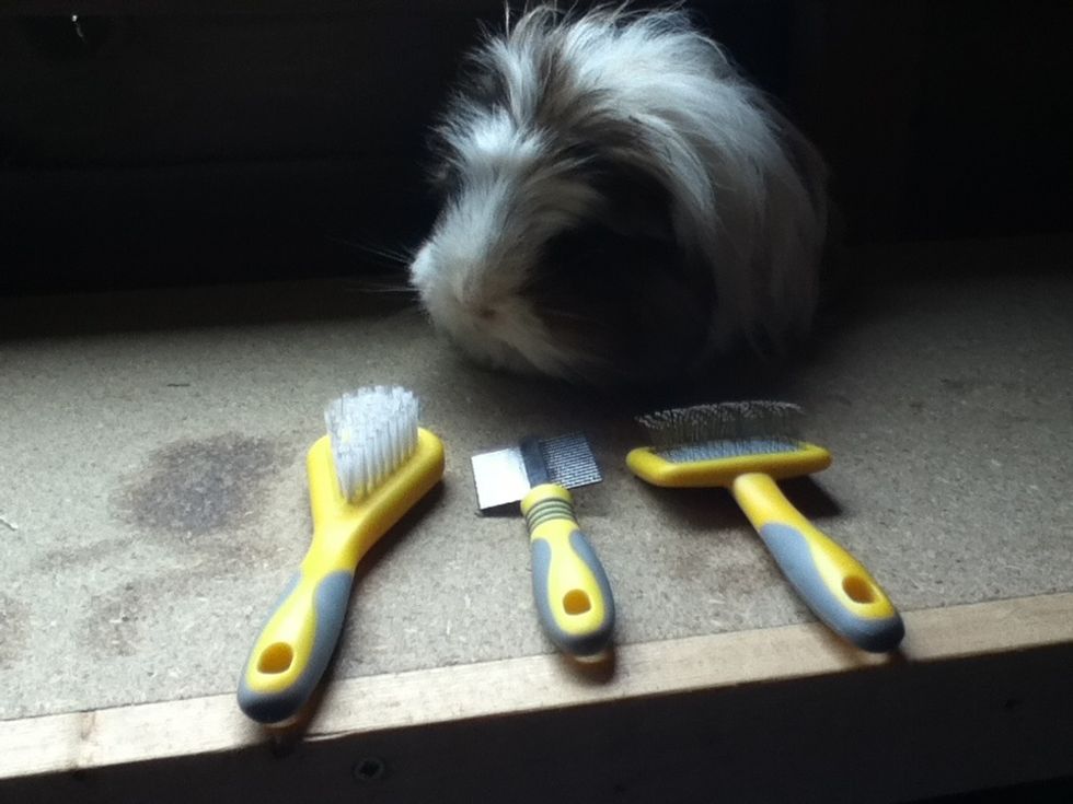 How to brush your guinea pig! B+C Guides