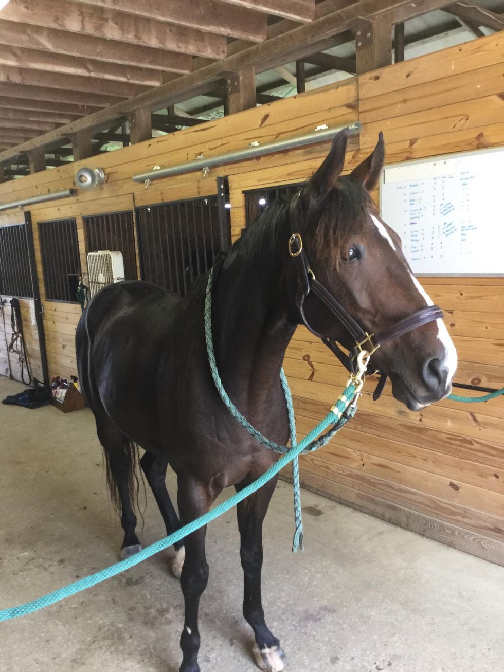 How to tack up a horse B+C Guides