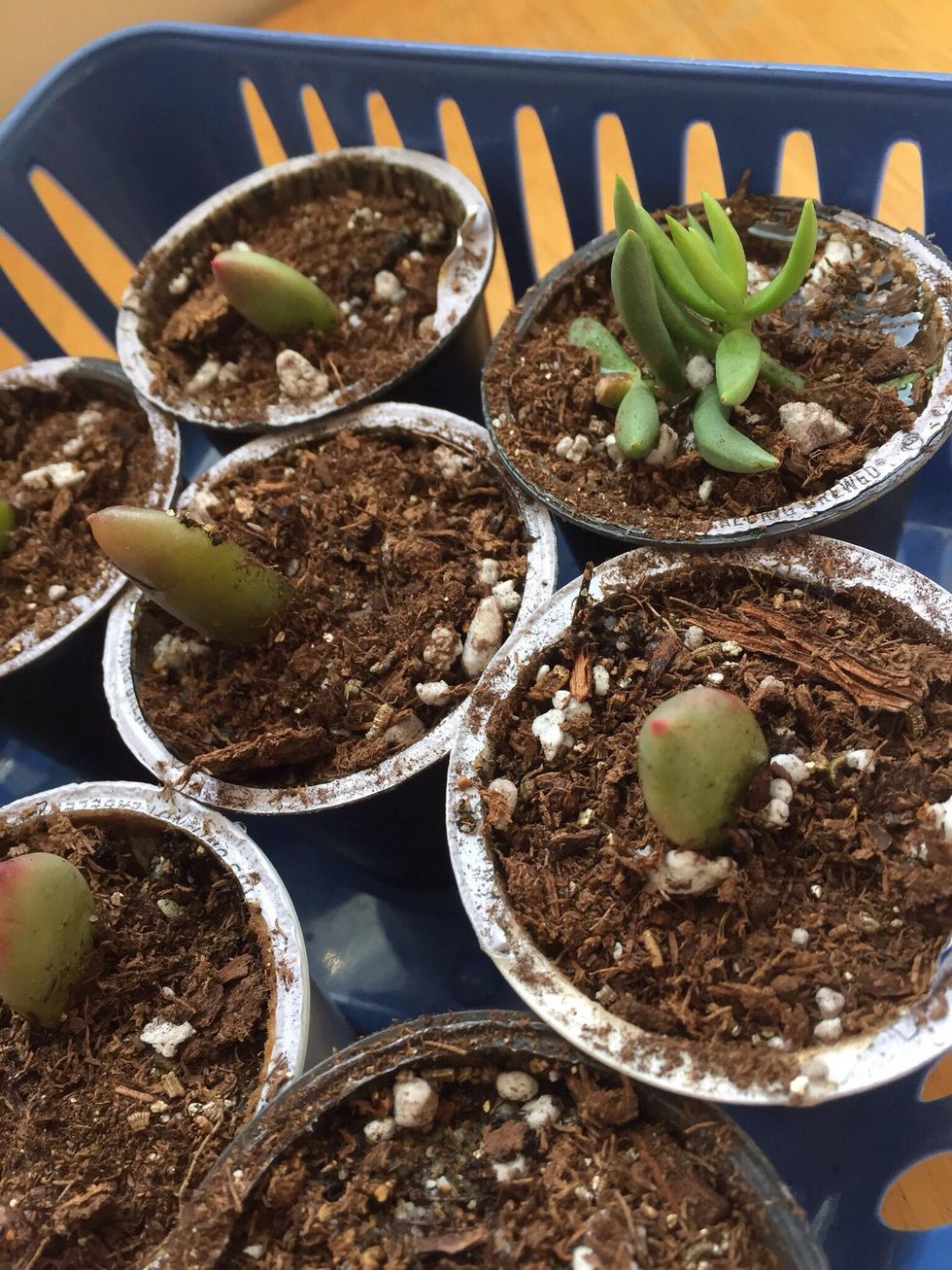 How to repurpose k cups to plant seedlings B+C Guides