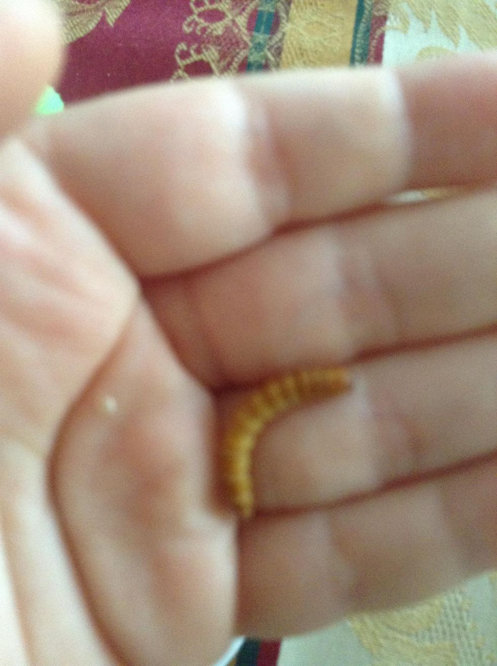 How to Make Mealworm Growth Kibble! B+C Guides