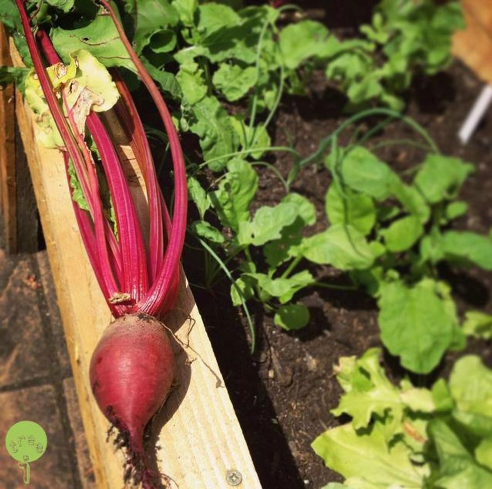How to investigate colour loss in beetroot - B+C Guides