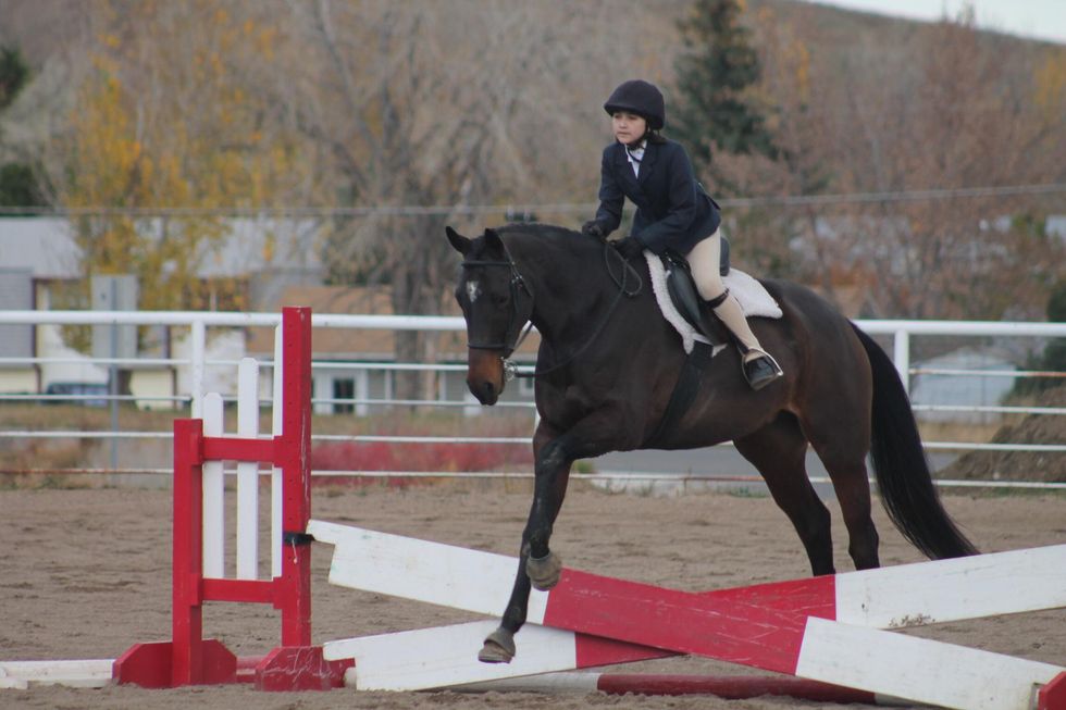 How to wash a horse for a show B+C Guides